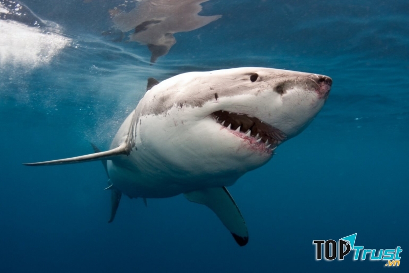 Loài cá mập nguy hiểm nhất đại dương