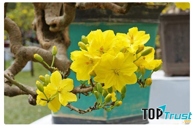 Loại cây cảnh dùng làm quà mừng thọ ý nghĩa và độc đáo nhất