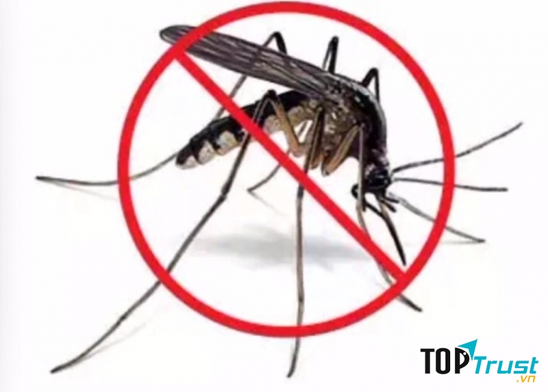 Loại cây cảnh được trồng trong nhà giúp xua đuổi muỗi