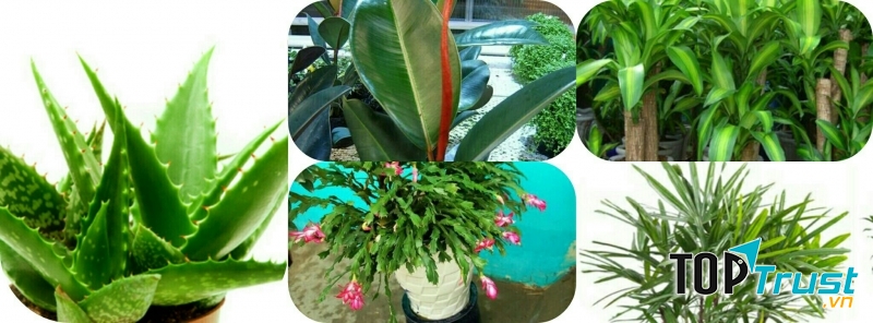 Loại cây cảnh giúp khử độc tốt nhất cho ngôi nhà của bạn