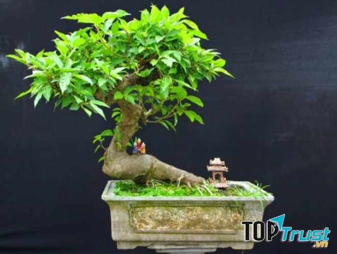 Loại cây cảnh phổ biến được người Việt Nam yêu thích nhất