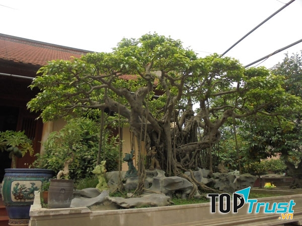 Loại cây cảnh quý hiếm giá tiền tỷ ở Việt Nam