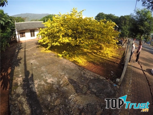 Loại cây cảnh và hoa thường được trưng trong nhà vào ngày Tết