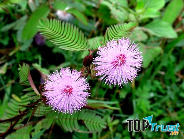 Loại cây chữa được bệnh nhức khớp