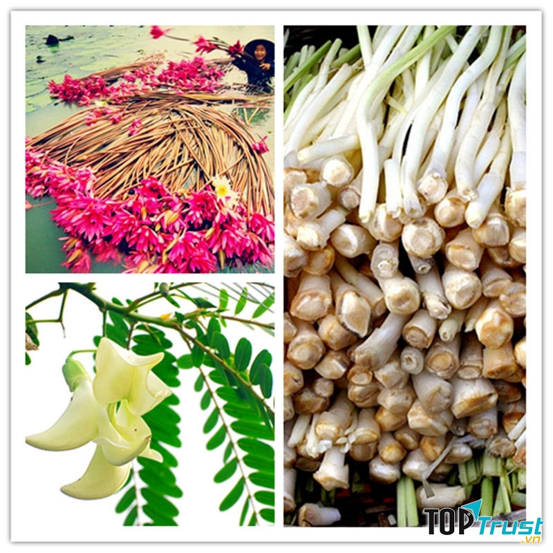 Loài cây dân dã gợi nhớ miền Tây