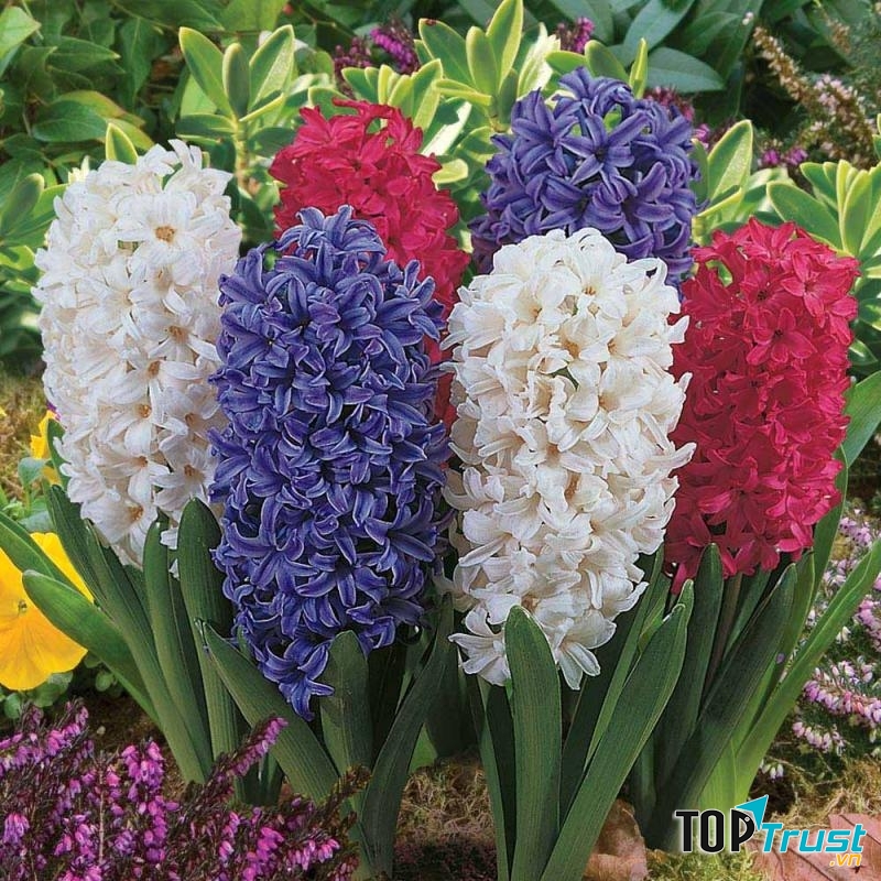 Loại cây dễ trồng trong nước có thể bạn chưa biết