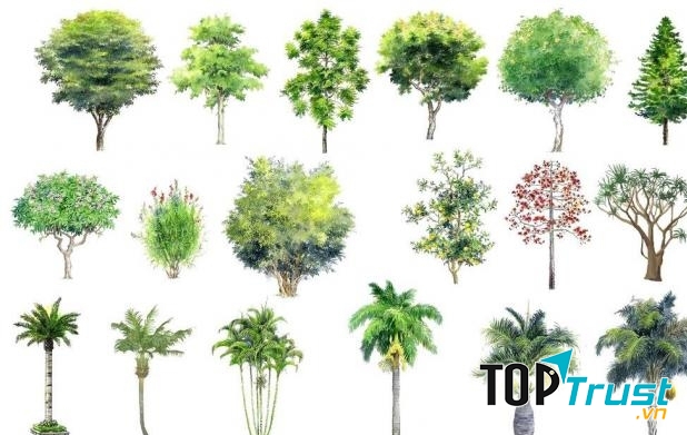 Loài cây độc nhất thế giới