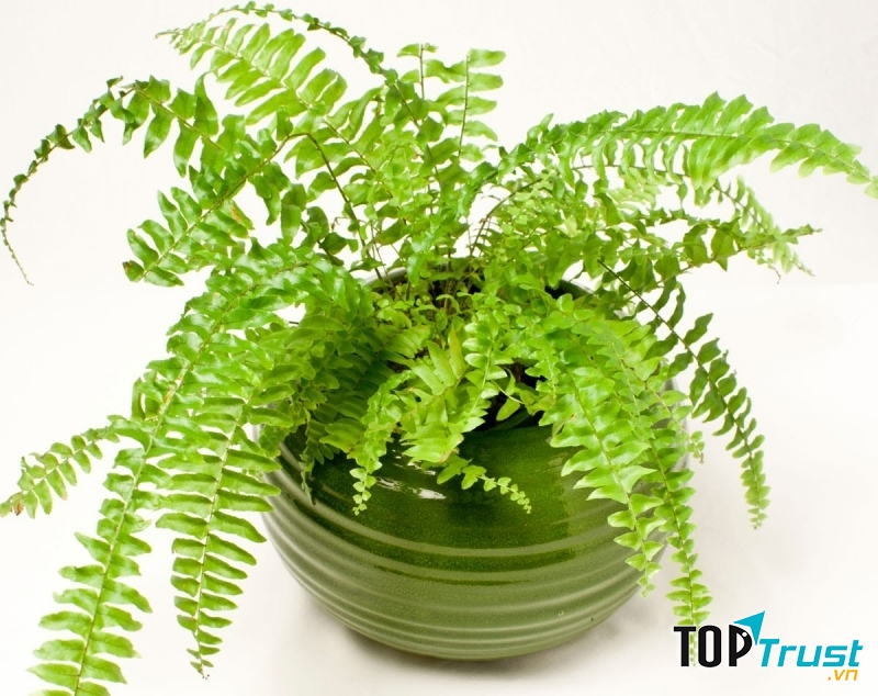 Loại cây hút sóng bức xạ tốt nhất bạn nên trồng trong phòng