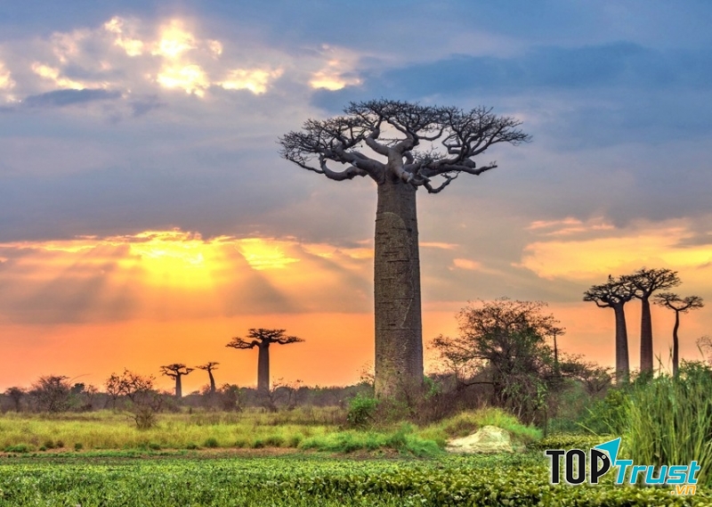 Loại cây kì lạ nhất trên thế giới