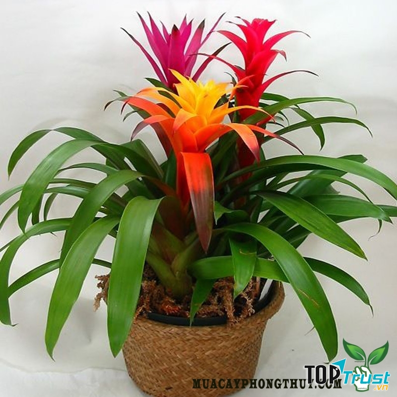 Loại cây phong thủy tài lộc theo từng con giáp