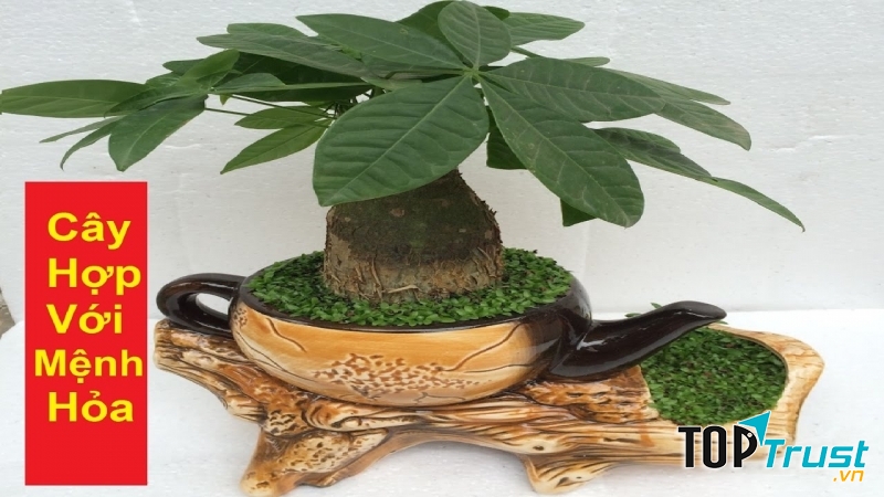 Loại cây phong thủy tốt nhất cho người mệnh Hỏa