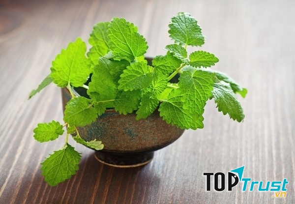 Loài cây quen thuộc hoá thuốc quý bạn nên trồng trong vườn nhà