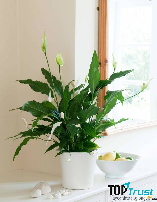 Loại cây ưa bóng râm mang lại không khí trong lành cho ngôi nhà bạn