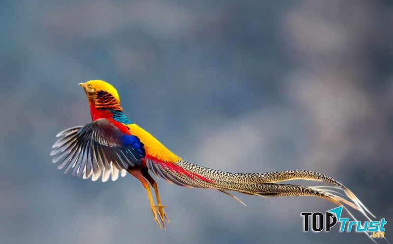 Loài chim có giá trị cao nhất thế giới