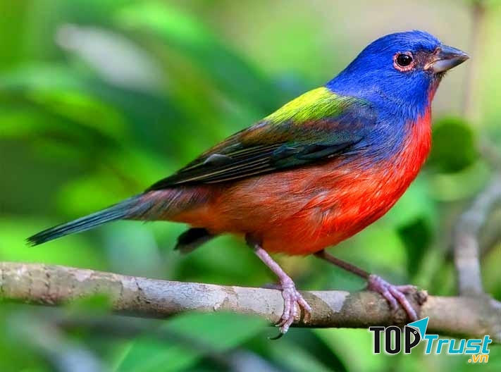 Loài chim đẹp nhất thế giới