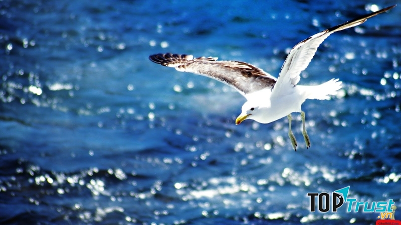 Loài chim lớn nhất thế giới có thể bạn chưa biết