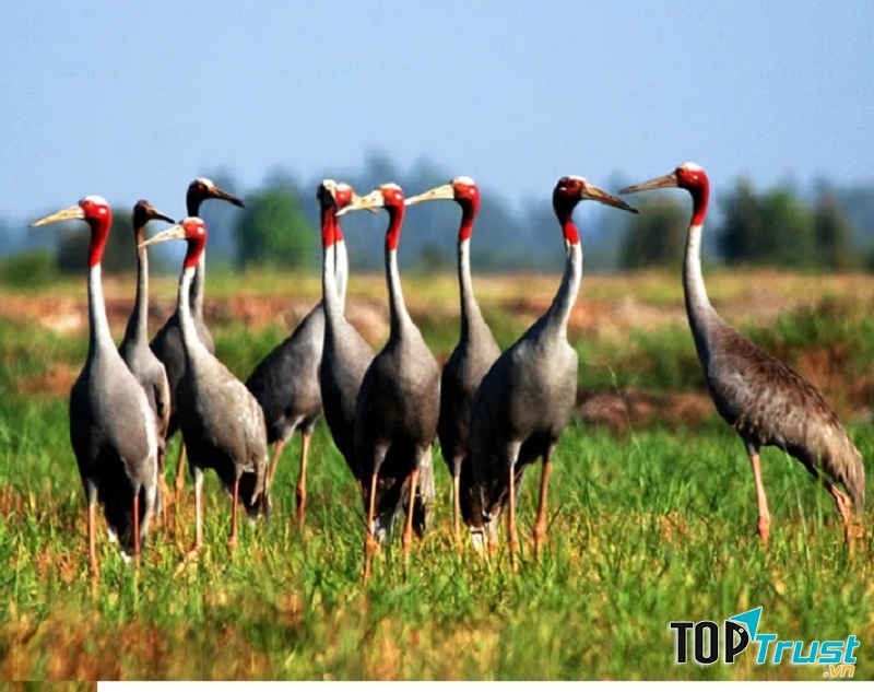 Loài chim quý hiếm nhất thế giới