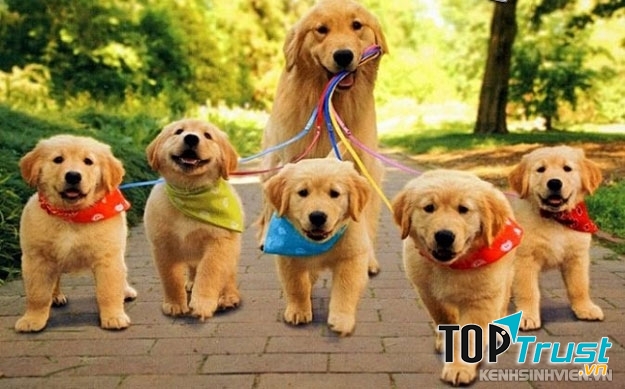 Loài chó cảnh thông minh nhất thế giới