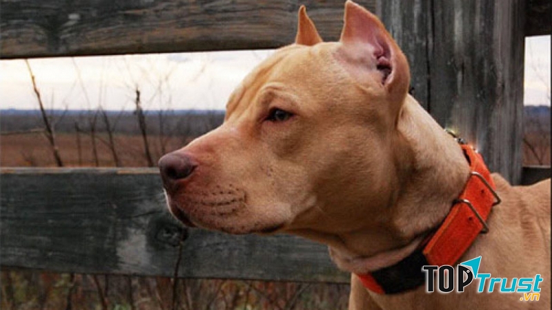 Loài chó hung dữ nhất thế giới