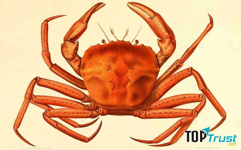 Loài cua kì lạ nhất Việt Nam