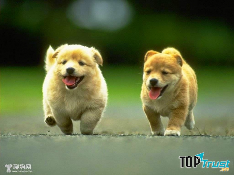 Loài động vật có bộ lông đẹp nhất thế giới