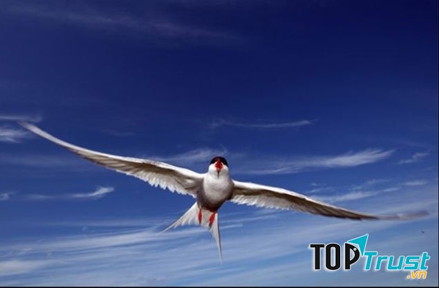 Loài động vật đạt kỷ lục thế giới