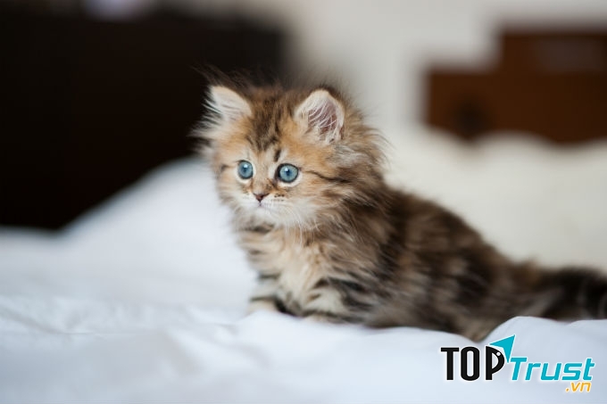 Loài động vật dễ thương nhất thế giới