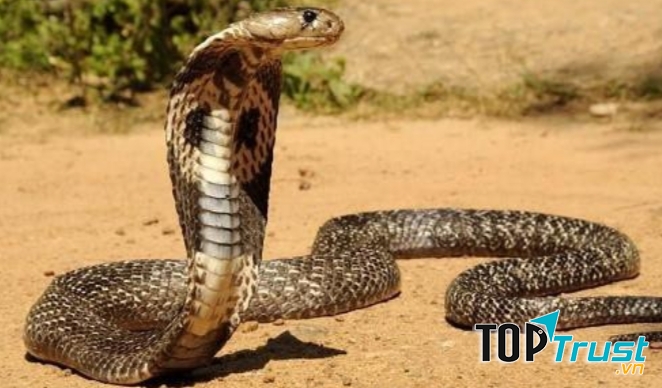 Loài động vật độc nhất thế giới