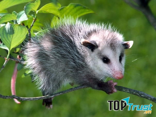 Loài động vật ngủ nhiều nhất trên thế giới