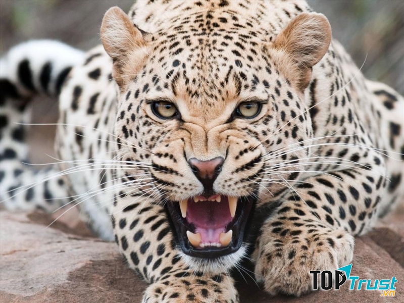 Loài động vật nhanh nhất thế giới