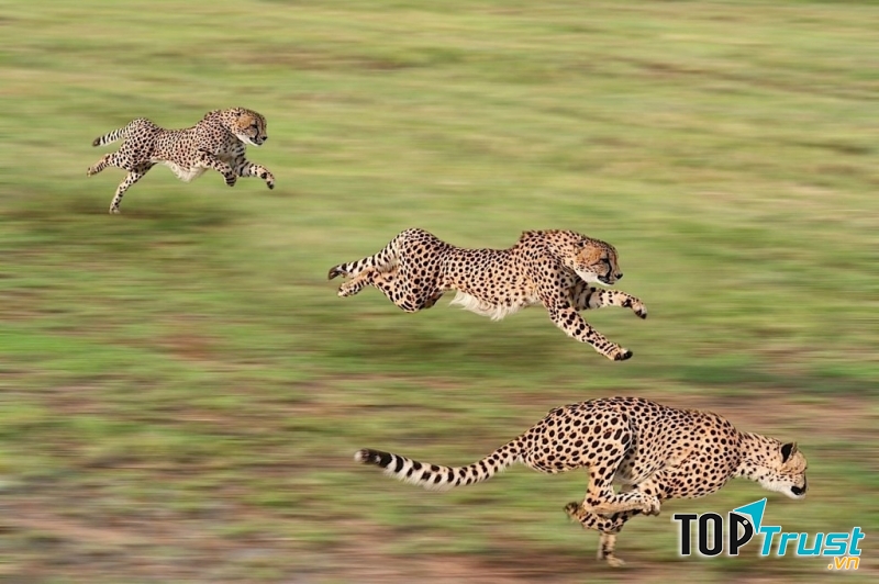 Loài động vật trên cạn có tốc độ nhanh nhất