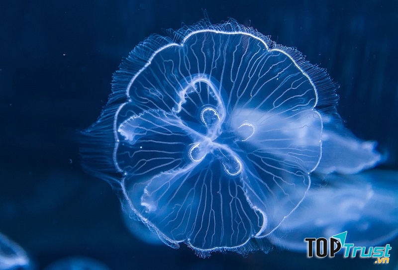 Loài động vật trong suốt đẹp nhất trên thế giới