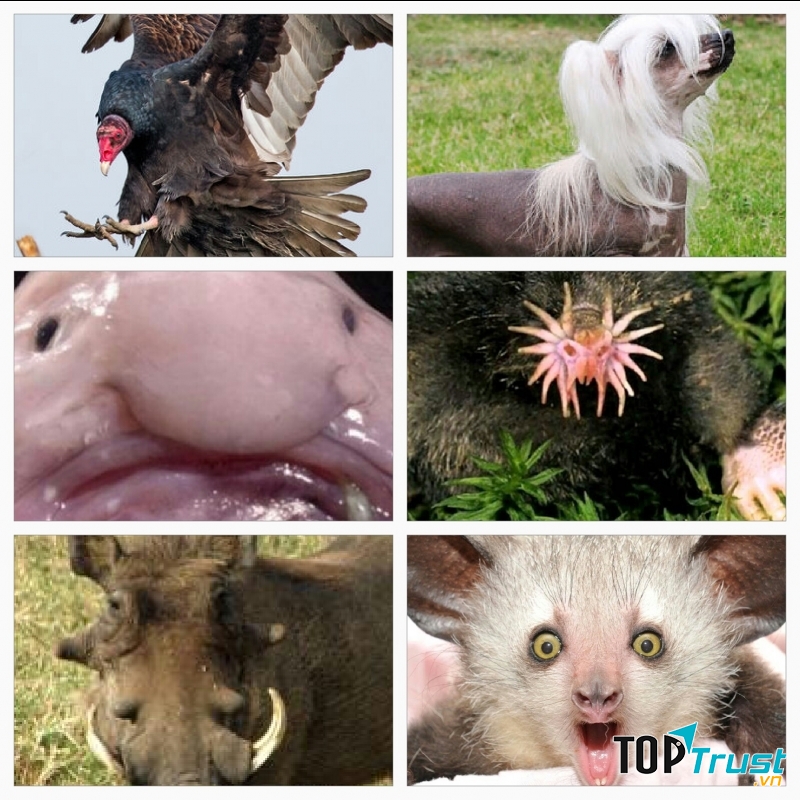 Loài động vật xấu xí nhất hành tinh