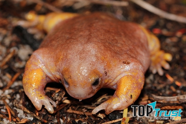 Loài ếch kì lạ nhất trên thế giới