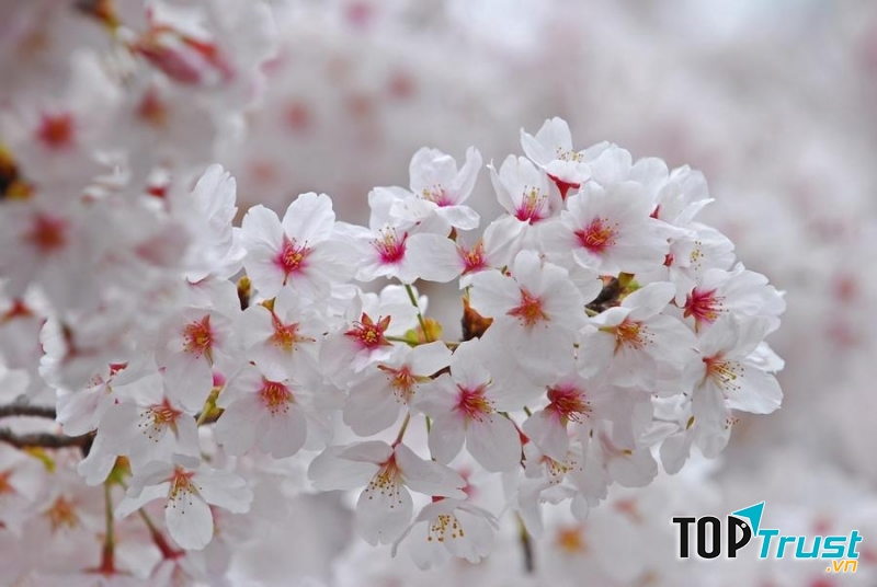 Loại hoa anh đào phổ biến nhất ở Nhật Bản