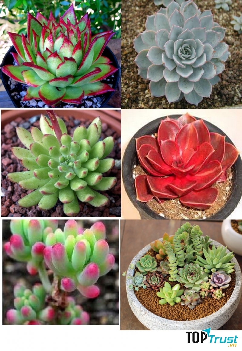 Loài hoa cảnh được giới trẻ và dân văn phòng ưa chuộng nhất