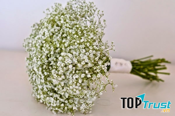 Loại hoa chụp kỉ yếu đẹp nhất