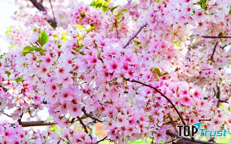 Loài hoa có hình dáng lạ kì nhất thế giới