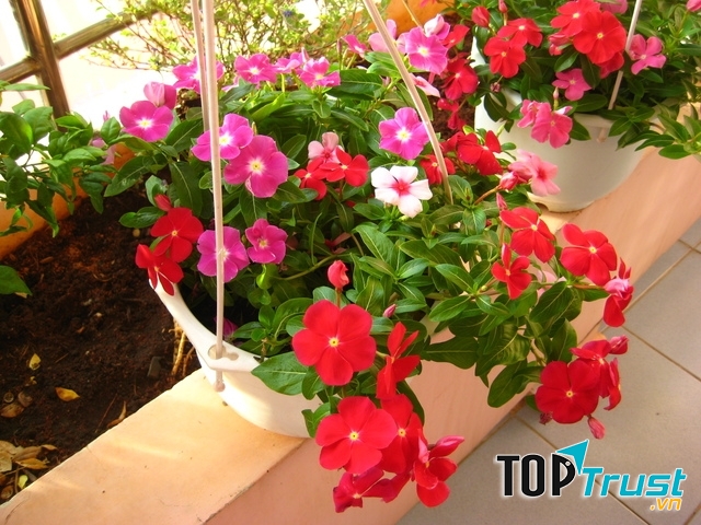 Loại hoa đẹp dễ trồng ở ban công
