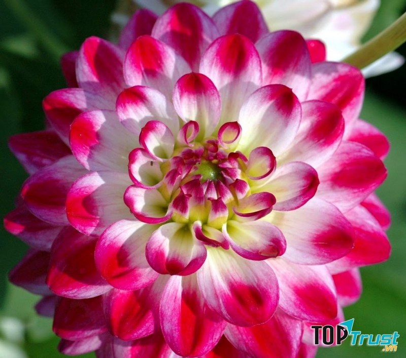 Loài hoa đẹp nhất trên thế giới