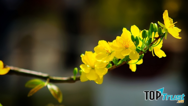 Loài hoa đẹp nhất Việt Nam