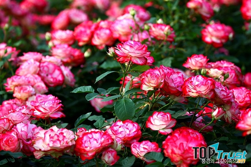 Loài hoa đẹp nhất Việt Nam