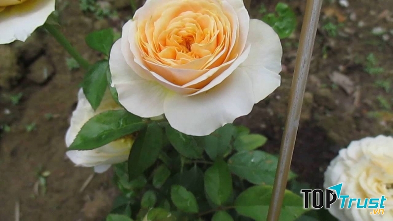 Loài hoa đẹp và đắt nhất thế giới