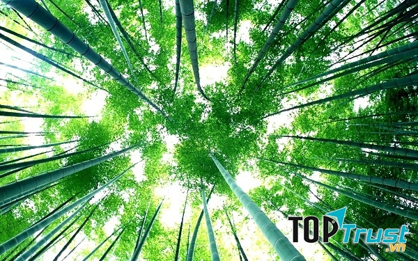 Loài hoa đẹp và hiếm nhất thế giới có thể cả đời bạn không được thấy