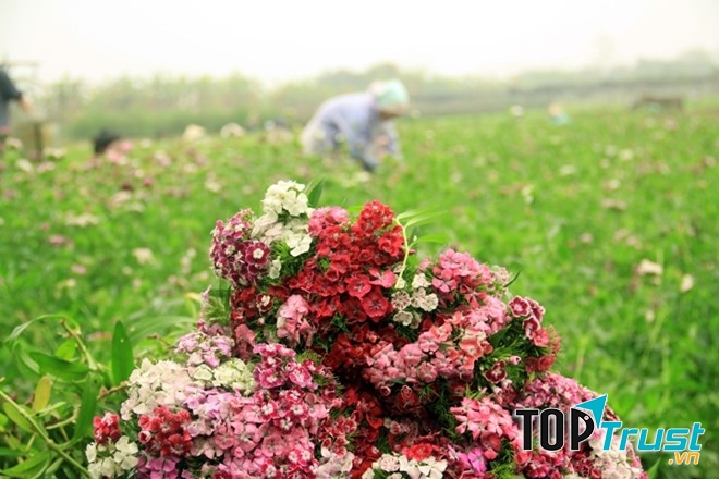 Loài hoa đẹp và phù hợp nhất cho ngày chụp kỷ yếu