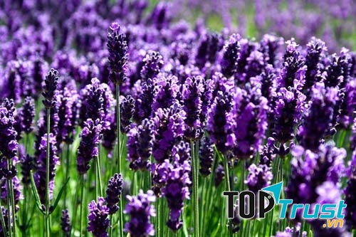 Loài hoa đẹp và ý nghĩa