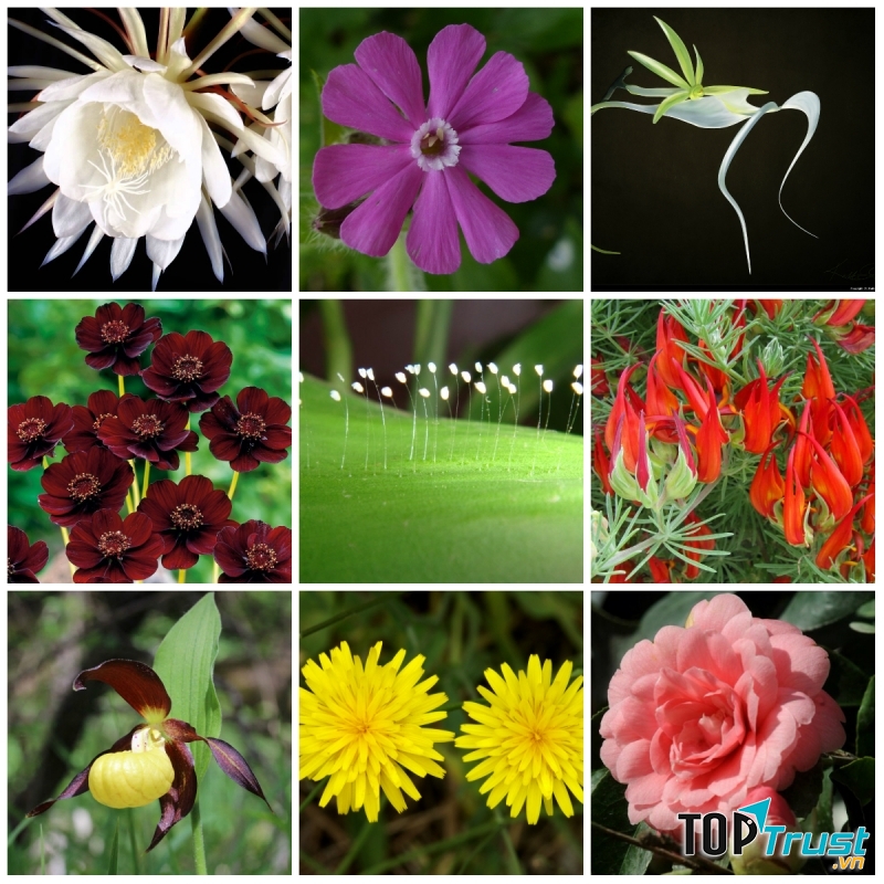 Loài hoa hiếm nhất thế giới