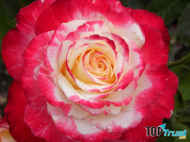 Loài hoa hồng đẹp nhất thế giới