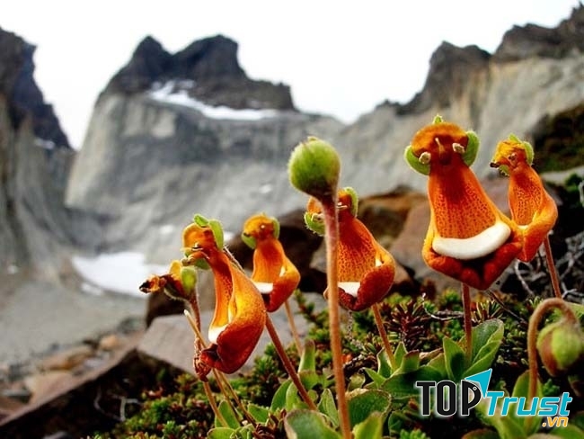 Loài hoa kì lạ nhất quả đất