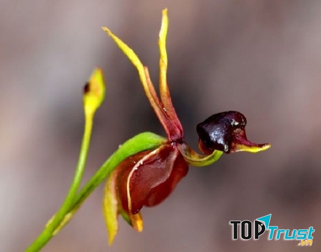 Loài hoa kỳ lạ nhất thế giới sẽ làm bạn bất ngờ